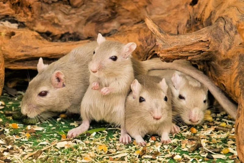 The New Gold Standard: Cutting Edge Science That’s Replacing Animal Testing