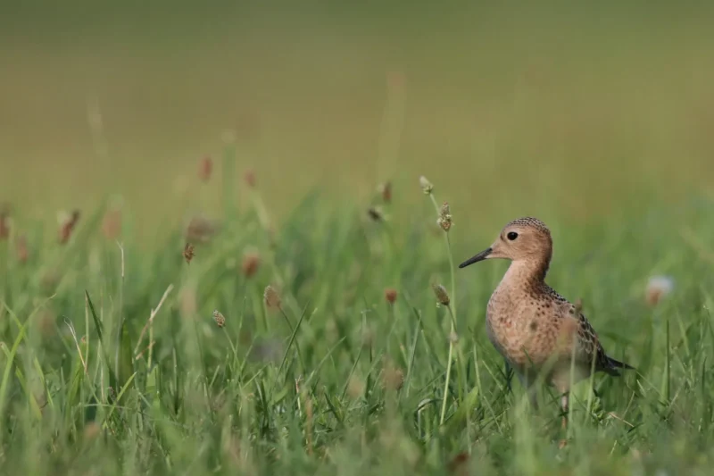 The Role of Key Biodiversity Areas for the Buff-breasted Sandpiper Across the Americas