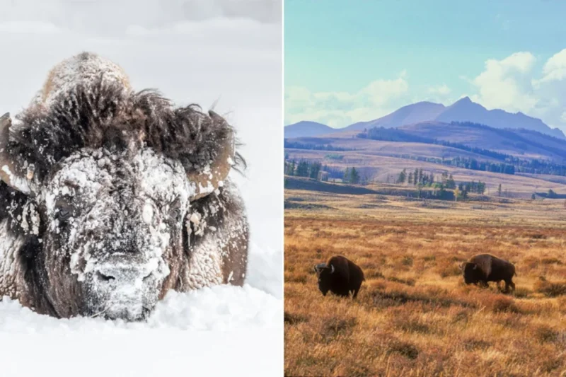 Tom Murphy Captures the Resilient Legacy of Yellowstone Bison in New Literary and Philatelic Tributes