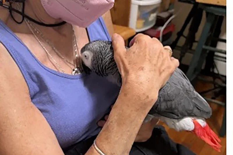Unraveling the Paradox: Why Fireworks Don’t Faze Parrots Like Griffin, But Lawn Mowers Ignite Fear