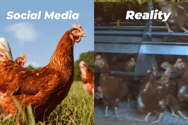 Vital Farms Faces Intense Scrutiny Following Structural Collapse and Allegations of Animal Cruelty at Kansas Supplier Facility