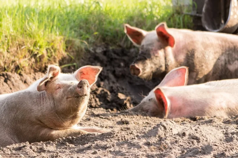 Wisconsin Court Issues Historic Cruelty Conviction for Livestock Transport Driver in Landmark Case for Animal Welfare