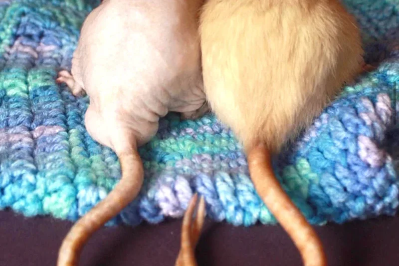 10 Essential Guidelines for Responsible Pet Rat Ownership and Common Husbandry Errors