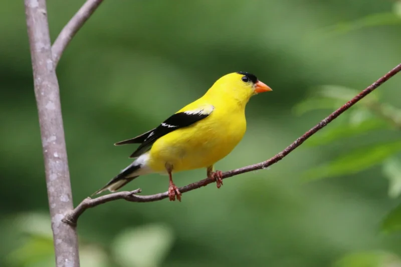 5 Steps to Attract More Goldfinches to Your Backyard in Winter