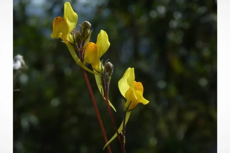 A Chance Photograph by a Tourist Leads to the Scientific Discovery of a New Plant Species in Portugal