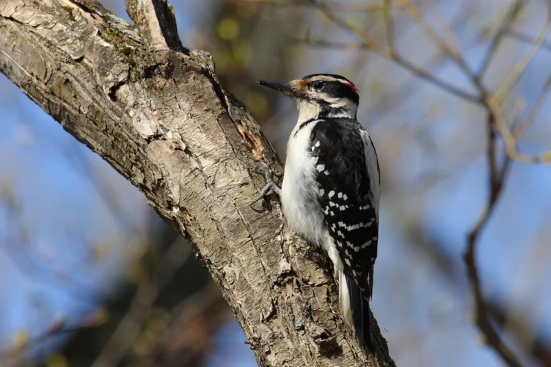 A Comprehensive Guide to the Eight Species of Woodpeckers Found in Maryland