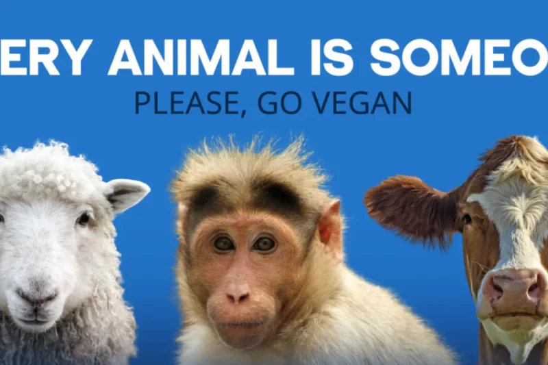 Actor Ron Perlman Urges University of Minnesota to End Primate Brain Experiments and Release Surviving Monkeys to Sanctuaries