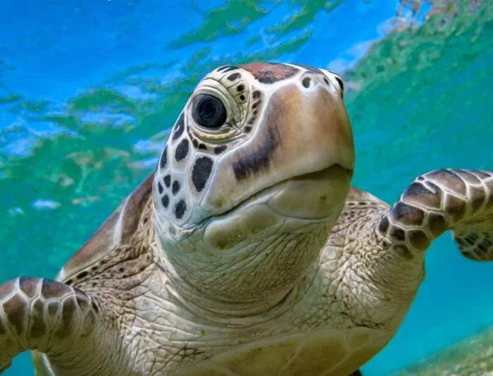 Advancing Clinical Excellence in Sea Turtle Rehabilitation through Expert Veterinary Instruction