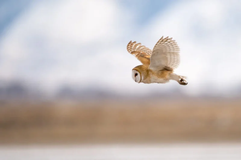 An Uncertain Autumn for Europe: Analyzing the Looming Challenges to EU Environmental Policy and Biodiversity Legislation