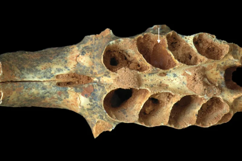 Ancient Bone-Nesting Bees Discovered in Hispaniola Cave Reveal Unprecedented Prehistoric Insect Behavior