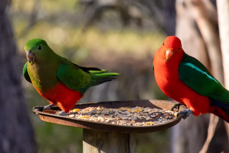 Backyard Bird Feeding Proves a Hidden Danger in Australia’s Escalating H5N1 Bird Flu Outbreak