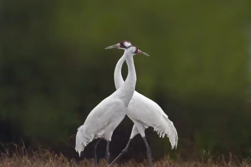 Birds Need Our Help Now More Than Ever: A Comprehensive Assessment of Global Avian Conservation Challenges and Successes
