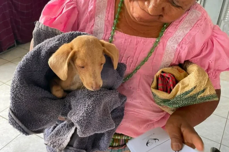 Bringing Hope to Guatemala: How PETA’s Global Compassion Fund and Adoptame Atitlan Are Transforming Animal Welfare