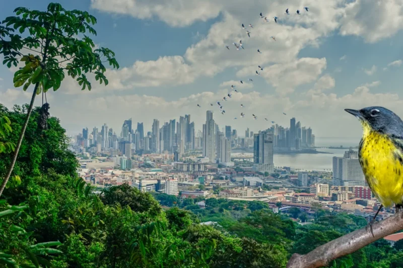 Building a Greener Future: How the Americas Flyways Initiative is Revolutionizing Sustainable Architecture in Panama City