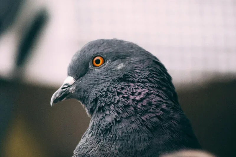 Could a Pigeons Liver Hold the Key to Navigation