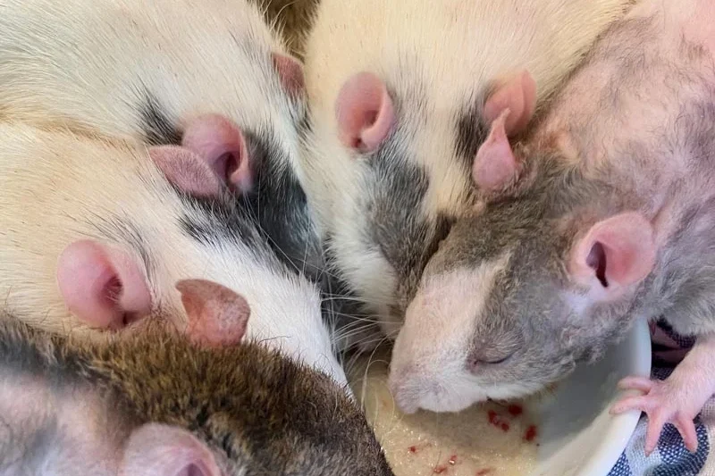 Debunking the Myth of the Stinky Rat: Understanding Domesticated Rodent Hygiene and Health