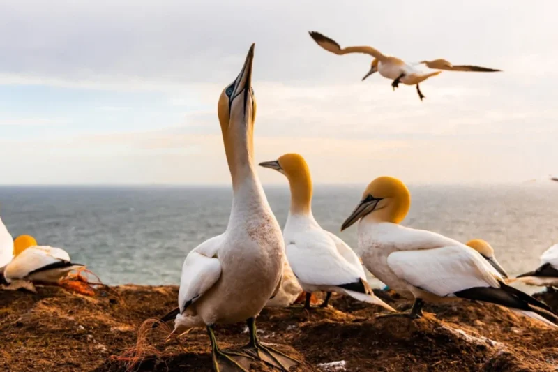 Europe’s Ocean Health Crisis: NGO Coalition Reports Major Failure in Domestic Marine Protection Policies