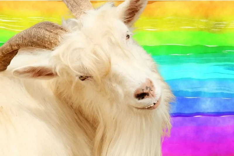 FAO Schwarz Bans Mohair Following PETA Investigations Into Industry Cruelty