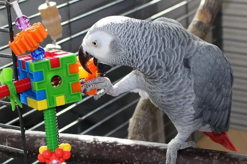 Five Additional Ways Parrots Take Charge of Our Households