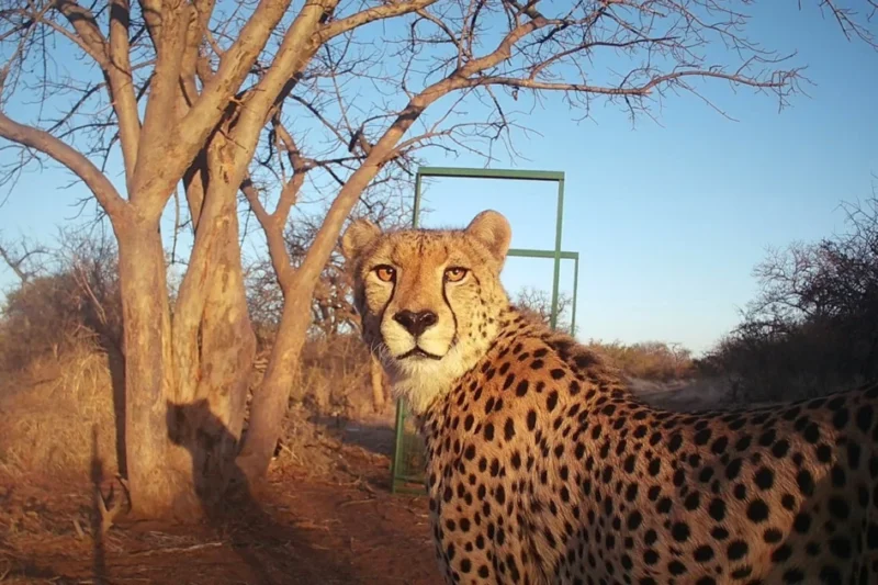Free-Roaming Cheetah Census Reveals Staggering Decline in South Africa’s Wild Population