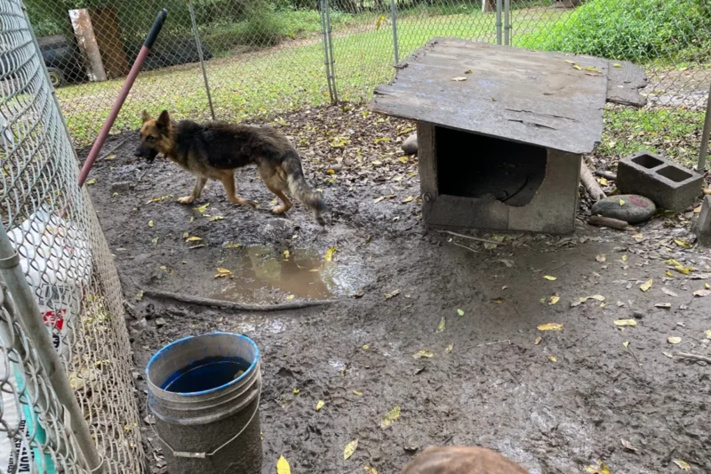 From Mud Pit to MVP: How One German Shepherd Survived Years of Neglect and Found a Second Chance at Life