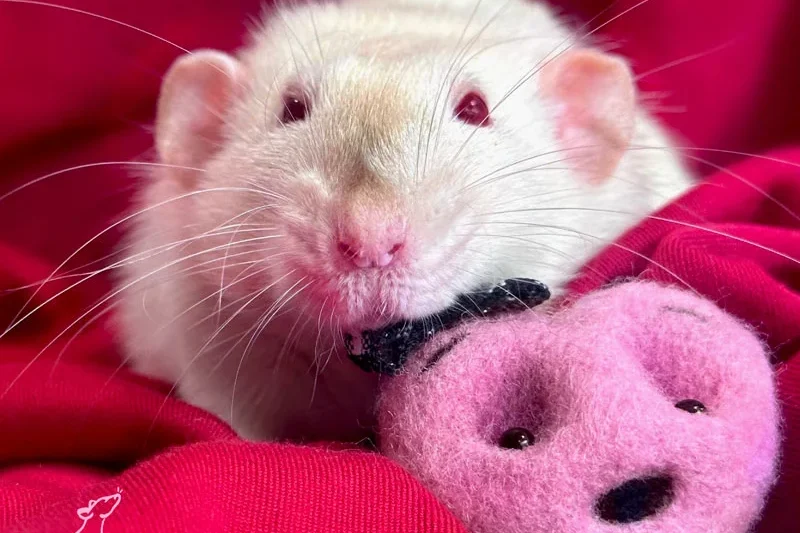 Heart Rats: Understanding the Profound Psychological Bond Between Humans and Fancy Rats