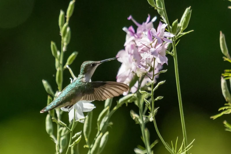 Here’s where thousands of Hummingbirds are migrating to and where you can catch it.