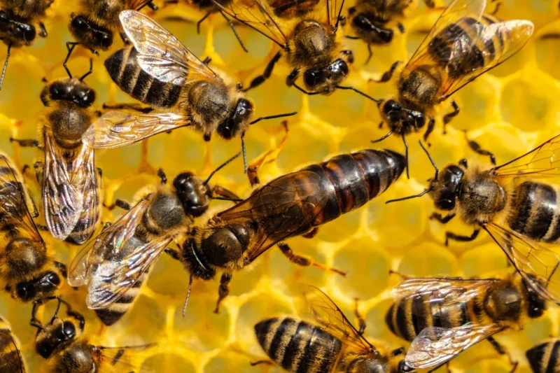 Hidden Toxins: How Honeybee Queens Offload Pesticides to Survive Threatens the Future of Global Agriculture