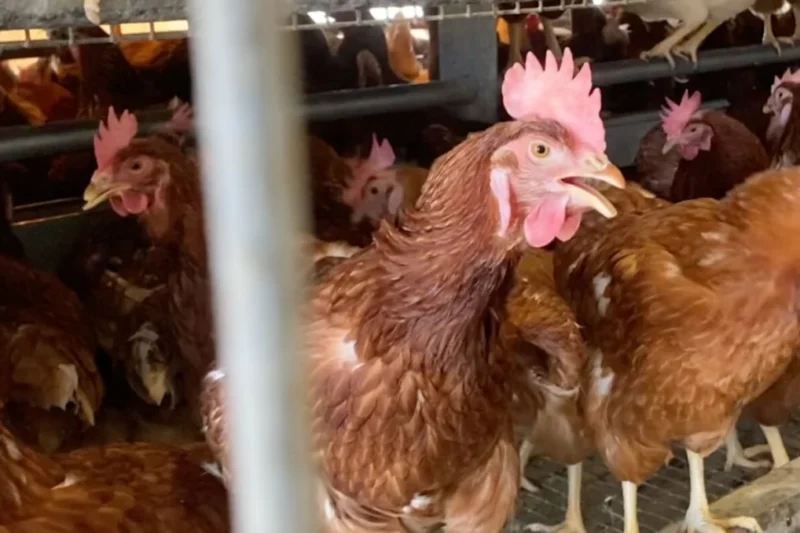 Hilliker’s Hell for Hens: Another Look Inside the Cage-Free Con