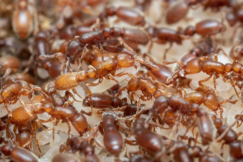 How Ancient Feeding Circuits Evolved Into Parental Care: A Breakthrough Study on Clonal Raider Ants