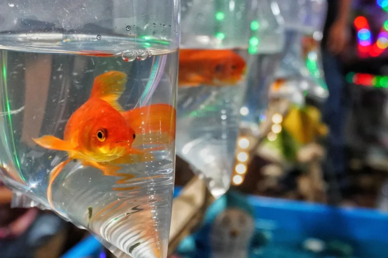 Invasive Goldfish Trigger Catastrophic Regime Shifts in Freshwater Ecosystems, Landmark Study Reveals