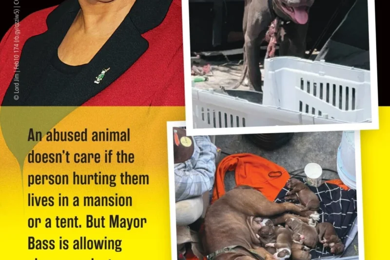 Los Angeles Animal Protection Crisis Deepens as Public Records Reveal Enforcement Gaps on Skid Row