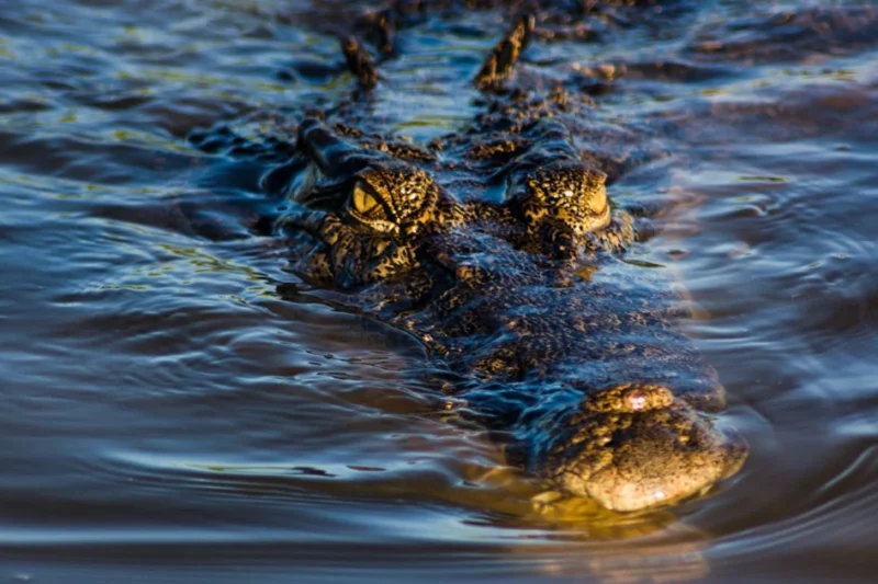 Man Arrested and Charged in Singapore After Fabricating AI-Generated Crocodile Image Leads to Reservoir Shutdown