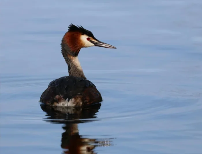 Medical problems of oiled birds