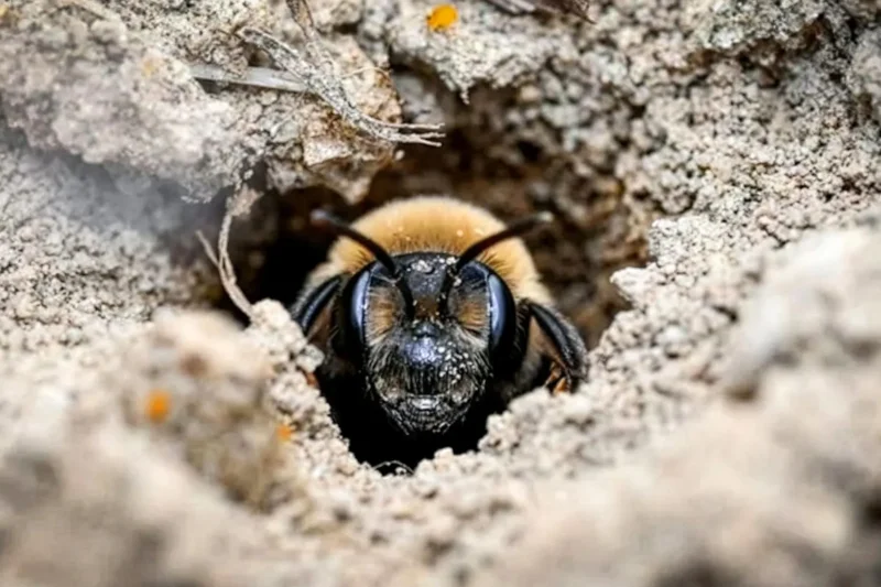 Millions of Underground Residents Discovered in Historic New York Cemetery Reveal Surprising Urban Biodiversity Haven