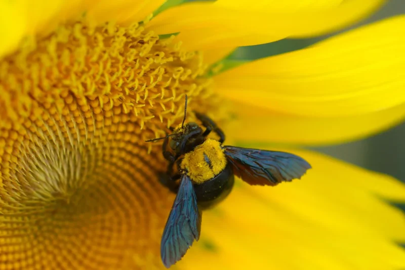Native Bee Species Nesting in Plant Stems Face Immediate Threat from Climate Change
