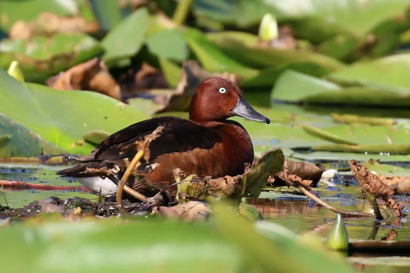 Navigating the African-Eurasian Flyway: Safeguarding the Future of the Near Threatened Ferruginous Duck