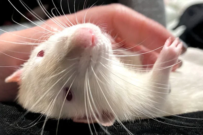 Navigating the Complexities of Responsible Pet Ownership When Circumstances Change
