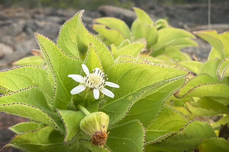 New Genetic Insights from the Galápagos Show Giant Daisies Evolving Through Alternative Pathways