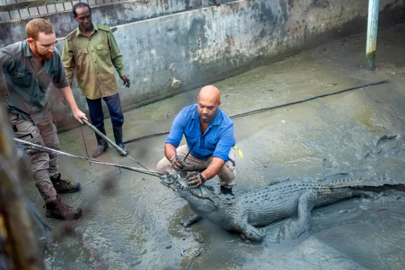 New Hope for Endangered Estuarine Predators as Study Shows Captive Saltwater Crocodiles May Successfully Integrate Into the Wild