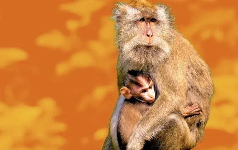 NIH Announces $88 Million Investment in Animal-Free Research Following Sustained PETA Pressure