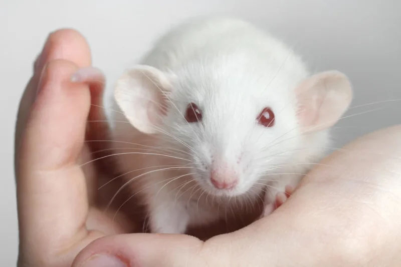 PETA Demands Immediate Halt to Pentagon-Funded Foreign Animal Experiments Amid Mounting Fiscal and Ethical Scrutiny