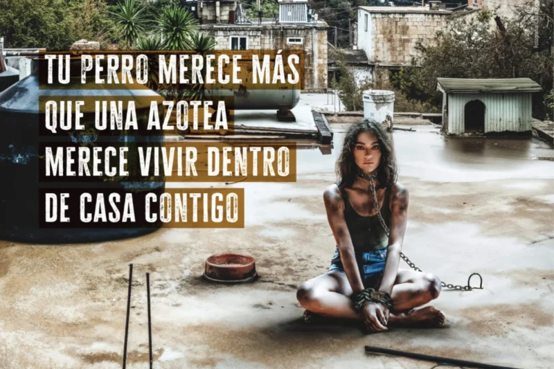 PETA Latino Celebrates Major Animal Rights Milestones and High-Profile Celebrity Partnerships in 2026