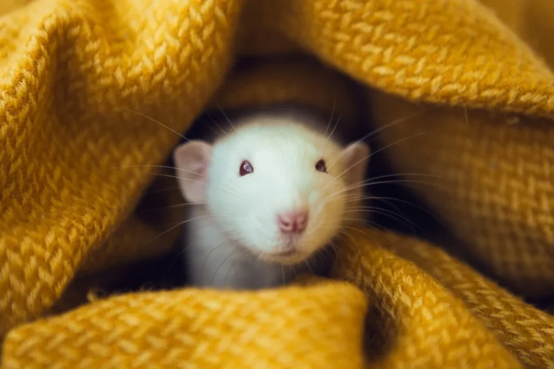 PETA Scientists and Global Collaborators Unveil Groundbreaking Non-Animal Inhalation Test Using Human Lung Cells to Replace Animal Testing