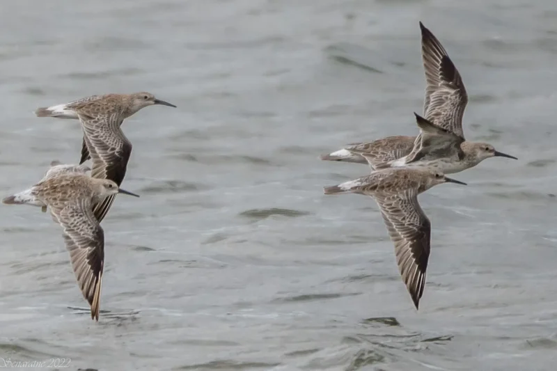 Protecting the Great Knot: Mapping the Critical Biodiversity Corridors of the East Asian-Australasian Flyway