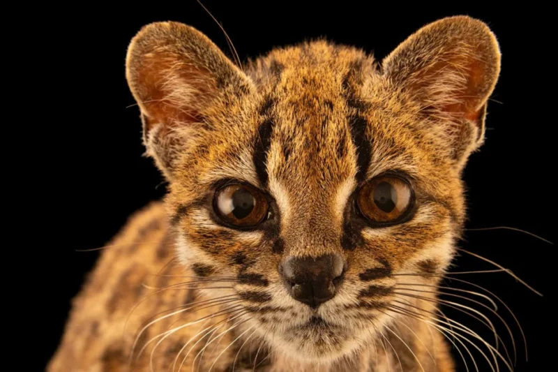 Scientists identify Leopardus tilcayo as the first new wild cat species discovered in over a century