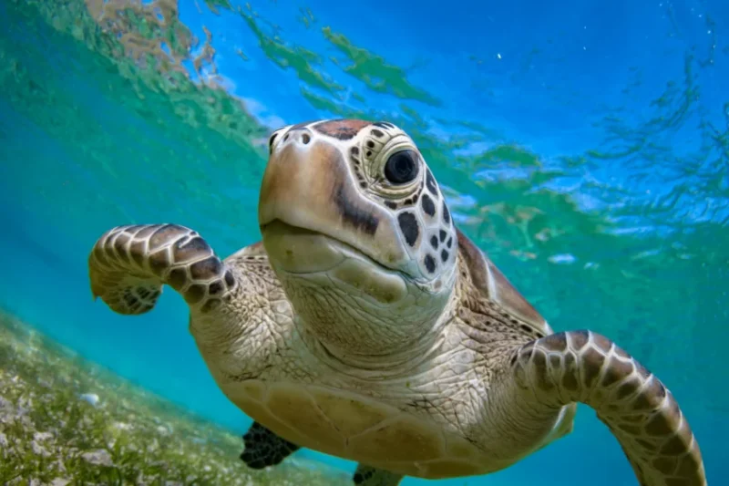 Sea Turtle Medicine: Advancements in Clinical Management and Conservation Rehabilitation