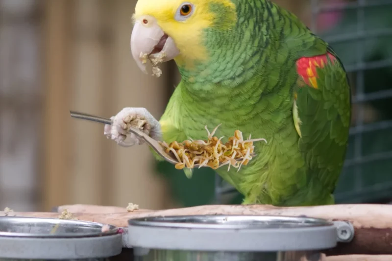 Supporting Optimal Avian Digestive Health Through Targeted Nutritional Strategies and Dietary Diversity