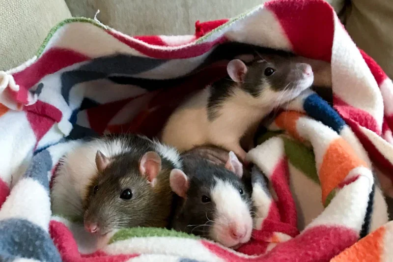Taking Your Pet Rats on a Road Trip: A Comprehensive Guide to Travel Logistics and Animal Welfare