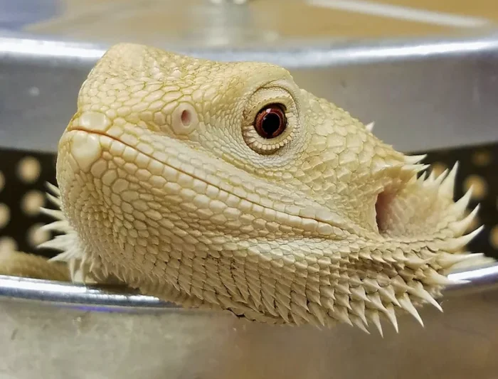 Test Your Knowledge: Sunburned! UVB Lighting for Captive Exotic Species